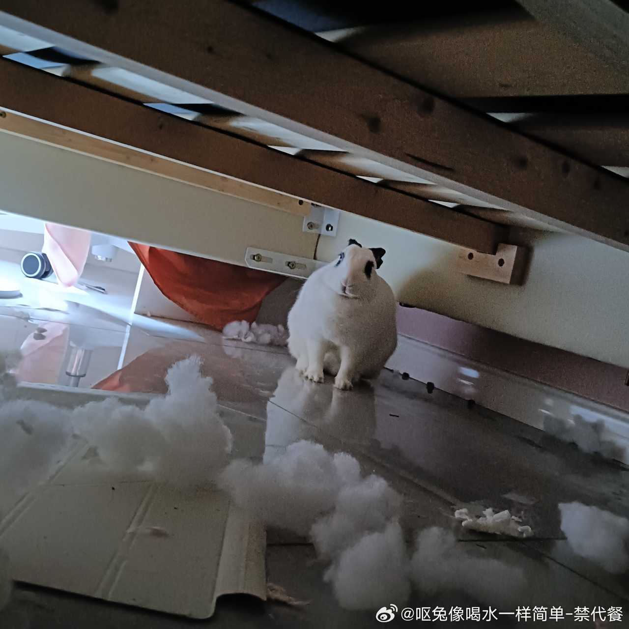 14195🐇【体重判断】吾家平安肥肥乎？再补一句，此兔心灵也丑，地上的棉花还有