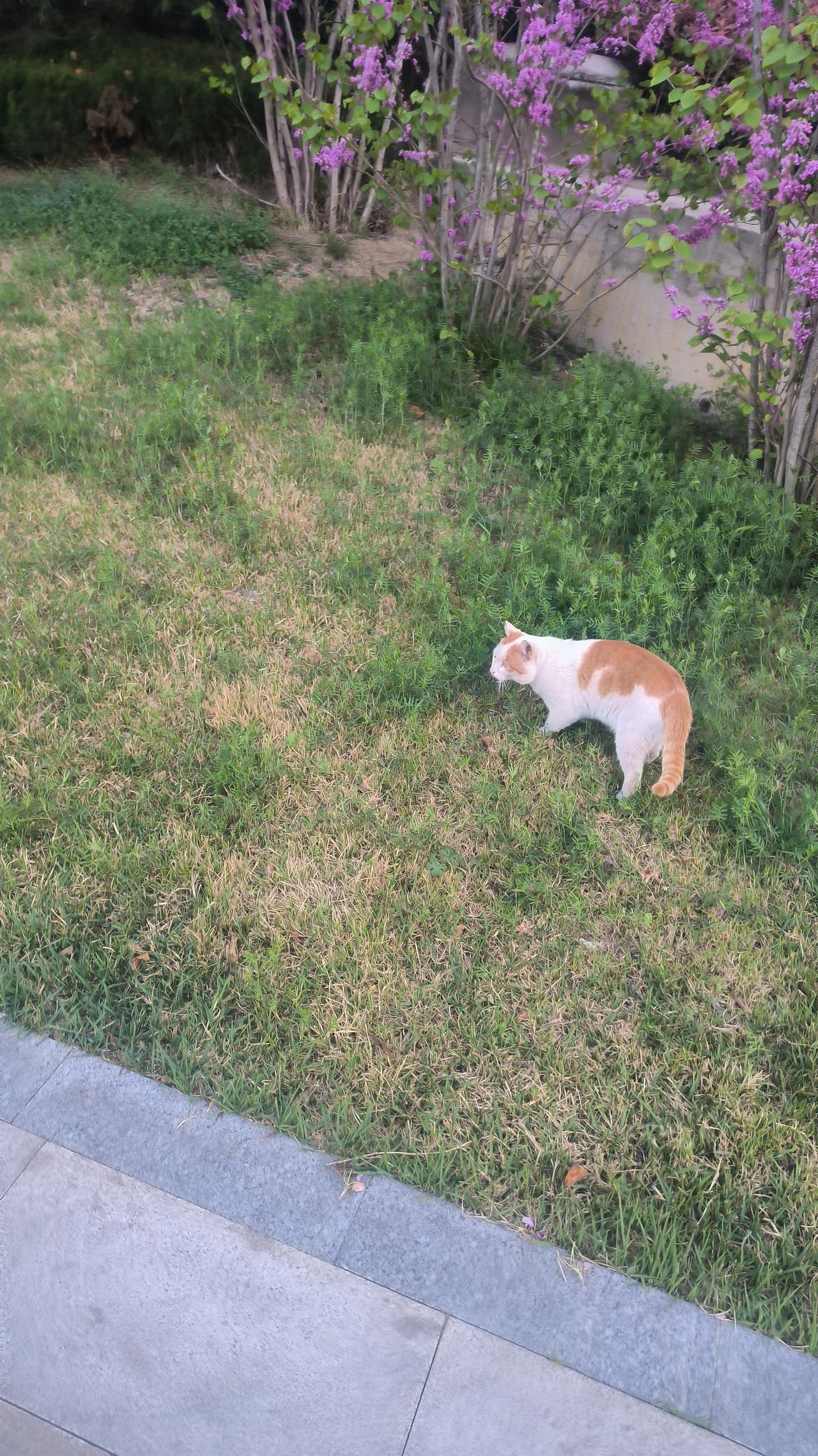 好好可爱的小猫咪呀！也不知道是什么品种