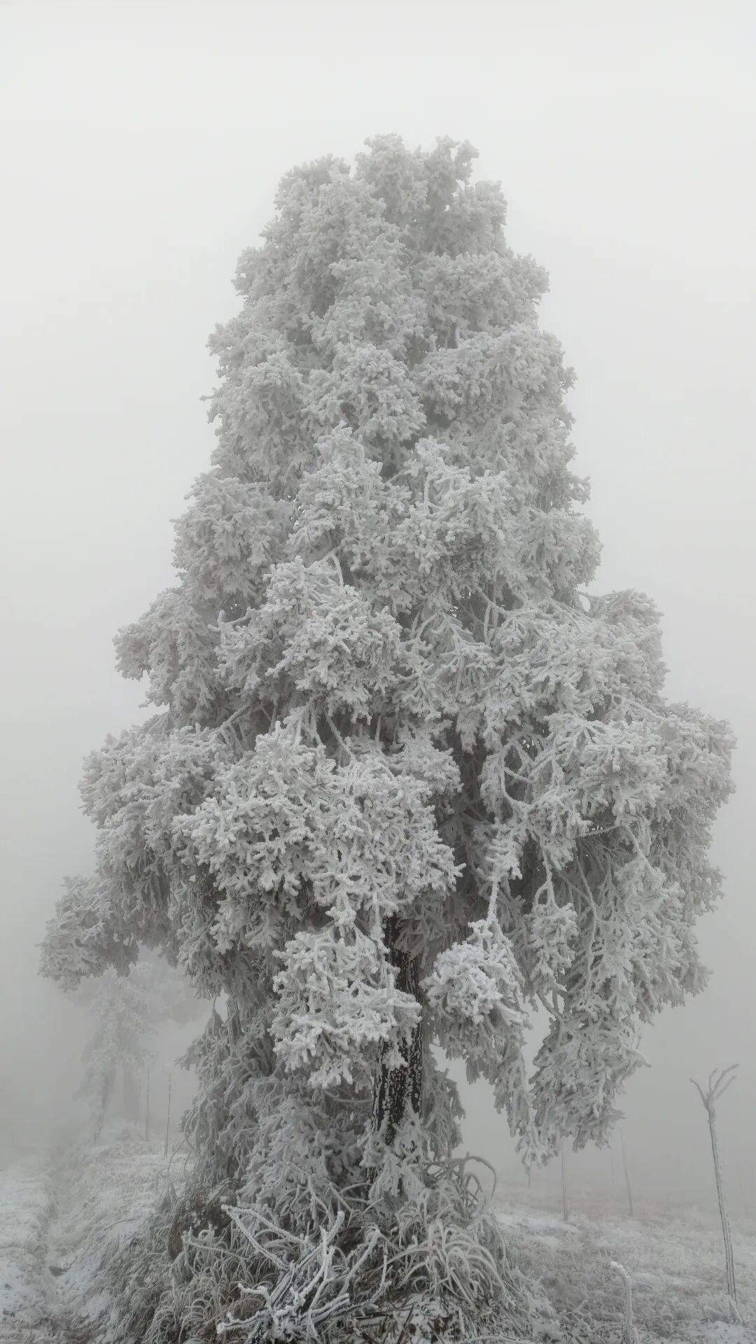 晒一张手机中最美的雪景照我们老家的雪景，太美了，与大家分享一下(图片来自家乡公众