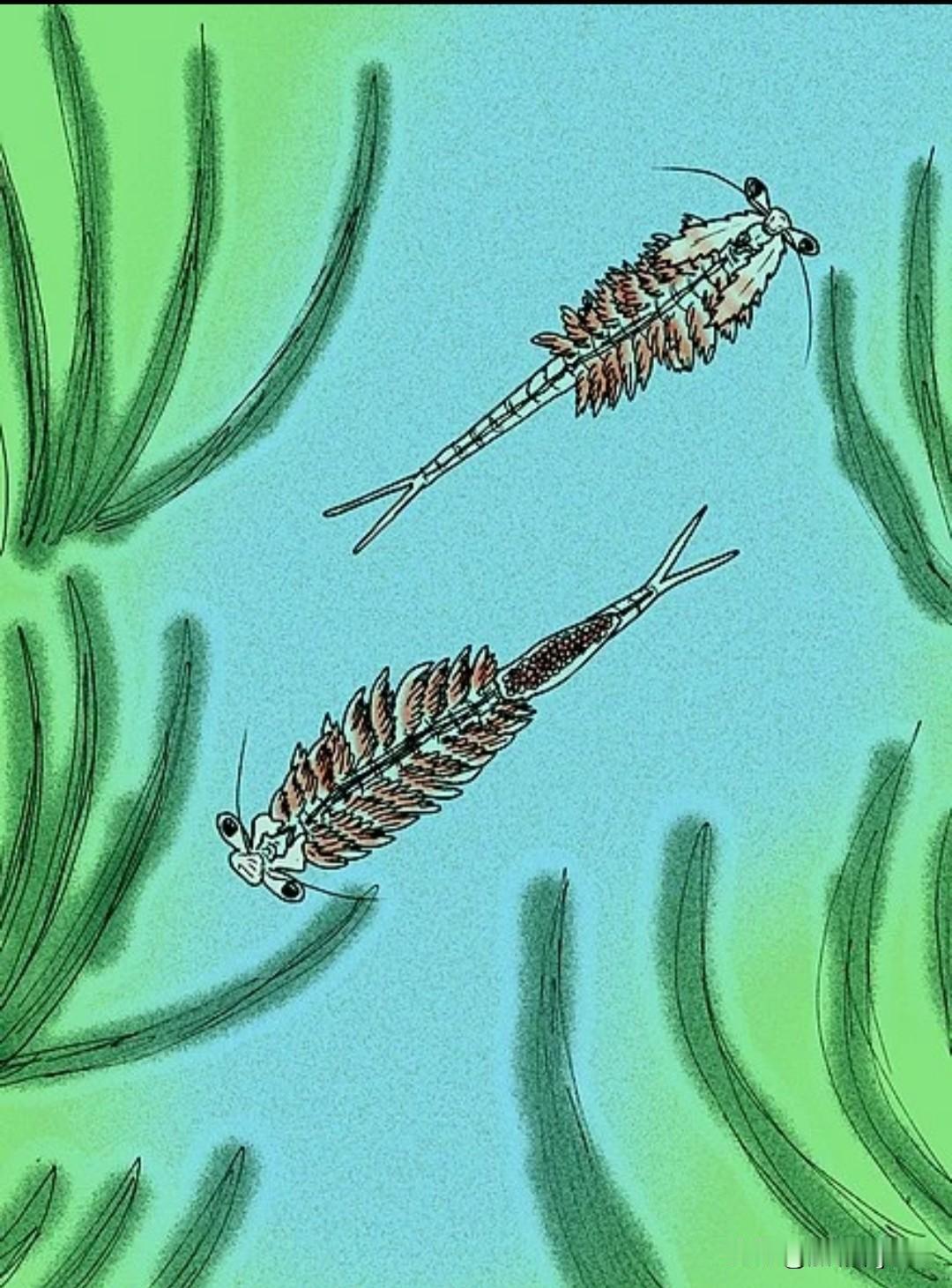 前两天娃在看手机的时候，
看到小朋友在养小鱼缸里养东西，
拿过来让我也给买，
我