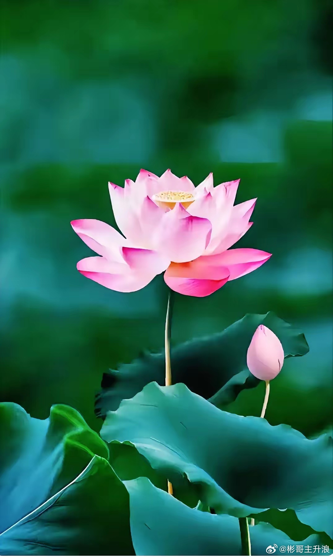 你缺少的从来不是方法，而是把事情彻底干成的狠劲。大多数人和高手之间，知识水平其实