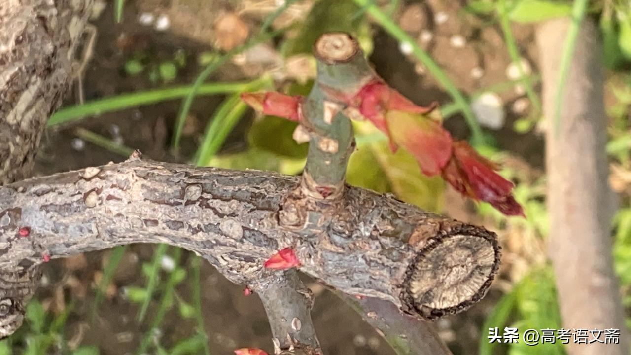 新年生活图鉴春日暖阳下，老树枝上长出新嫩芽，生机勃勃。🌱🌞