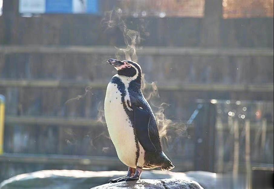 晒太阳的秘鲁企鹅🐧快熟了（bushi ​​​