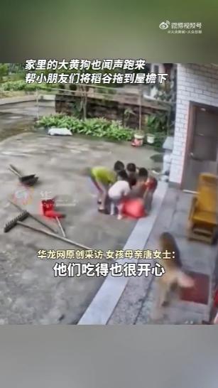 看到这个视频我都愣了一下，广东5岁女孩哭着抢收稻谷，连小狗都来帮忙了。
 
不知