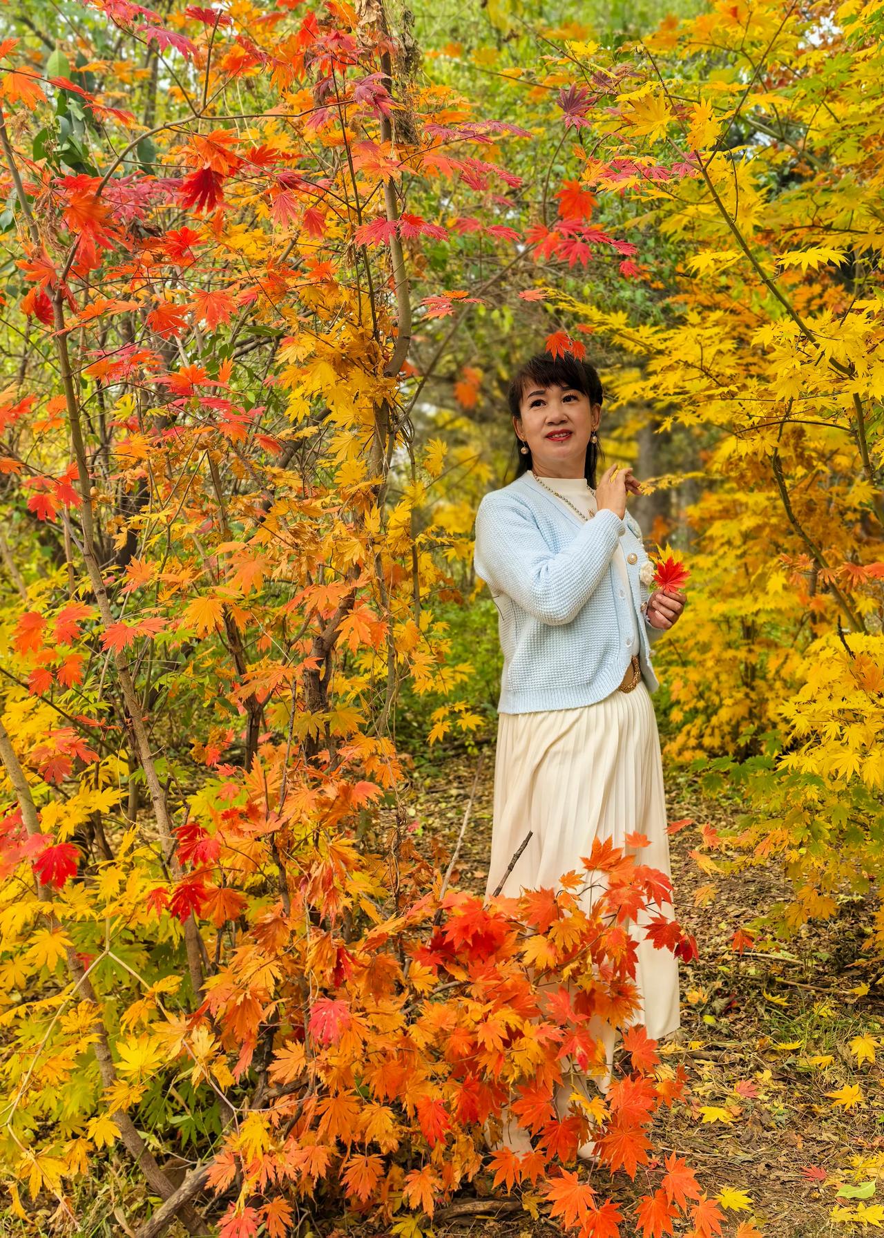 红黄秋叶舞，佳人笑翩跹。
#惆帐的枫叶🍁# #秋日瑟瑟叶舞飘# #杏黄枫红的季