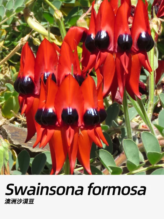 带你每天认识一种花材379｜澳洲沙漠豆