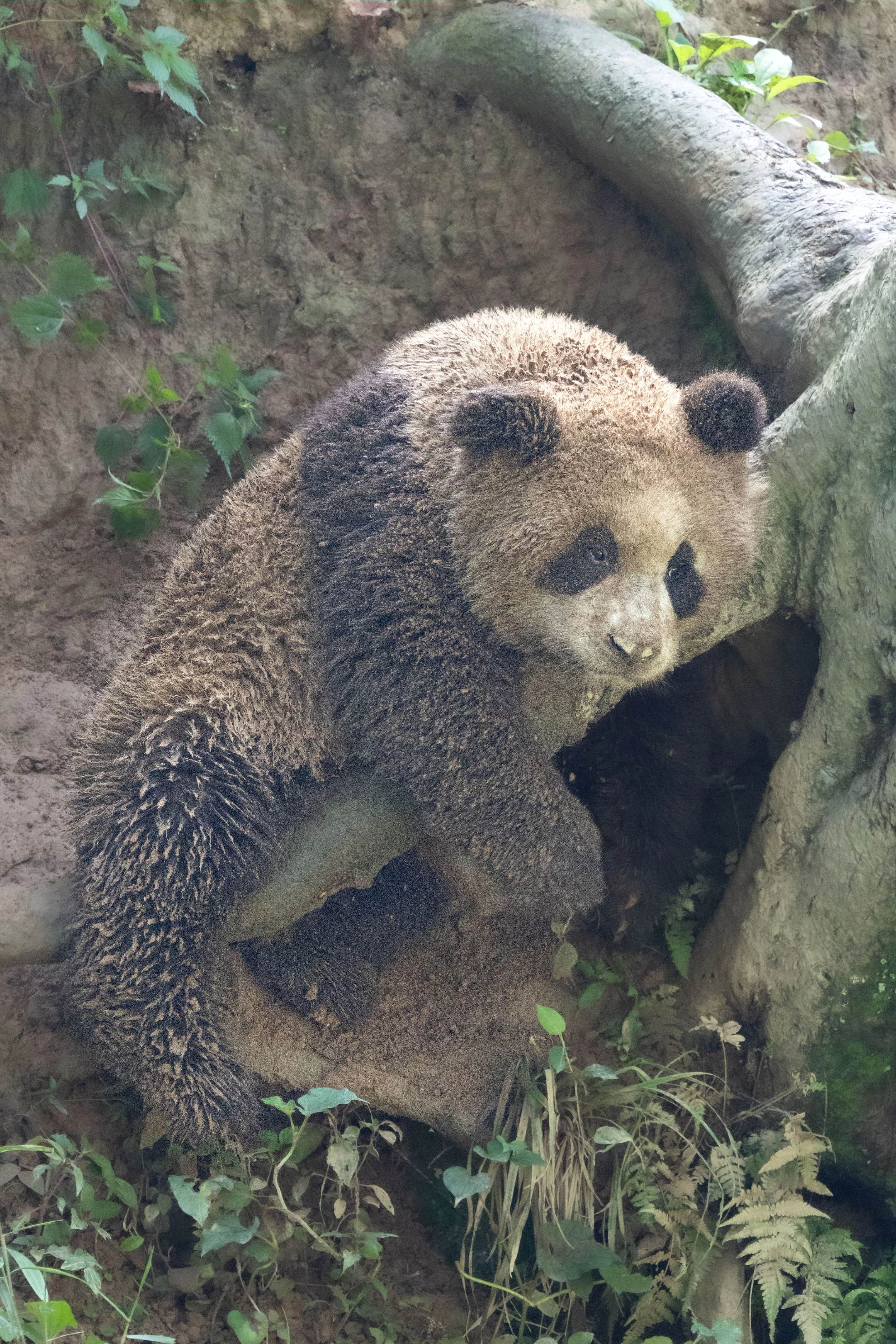 依伊大王怎么过生日还亲自下矿挖煤呢 