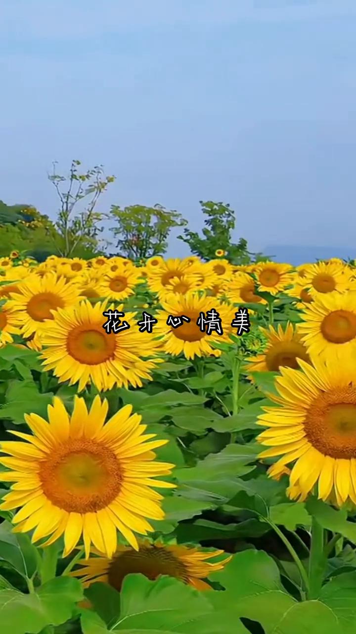 花开心情美。