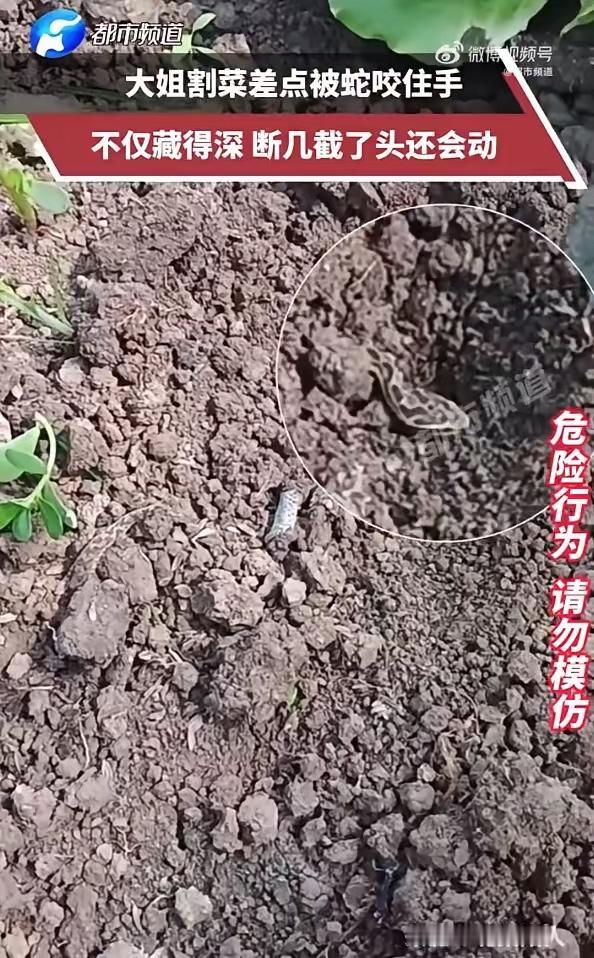 太恐怖了！安徽，一女子在自家菜地割菜，当她伸手拨开菜叶时，发现一条小蛇盘踞其中，