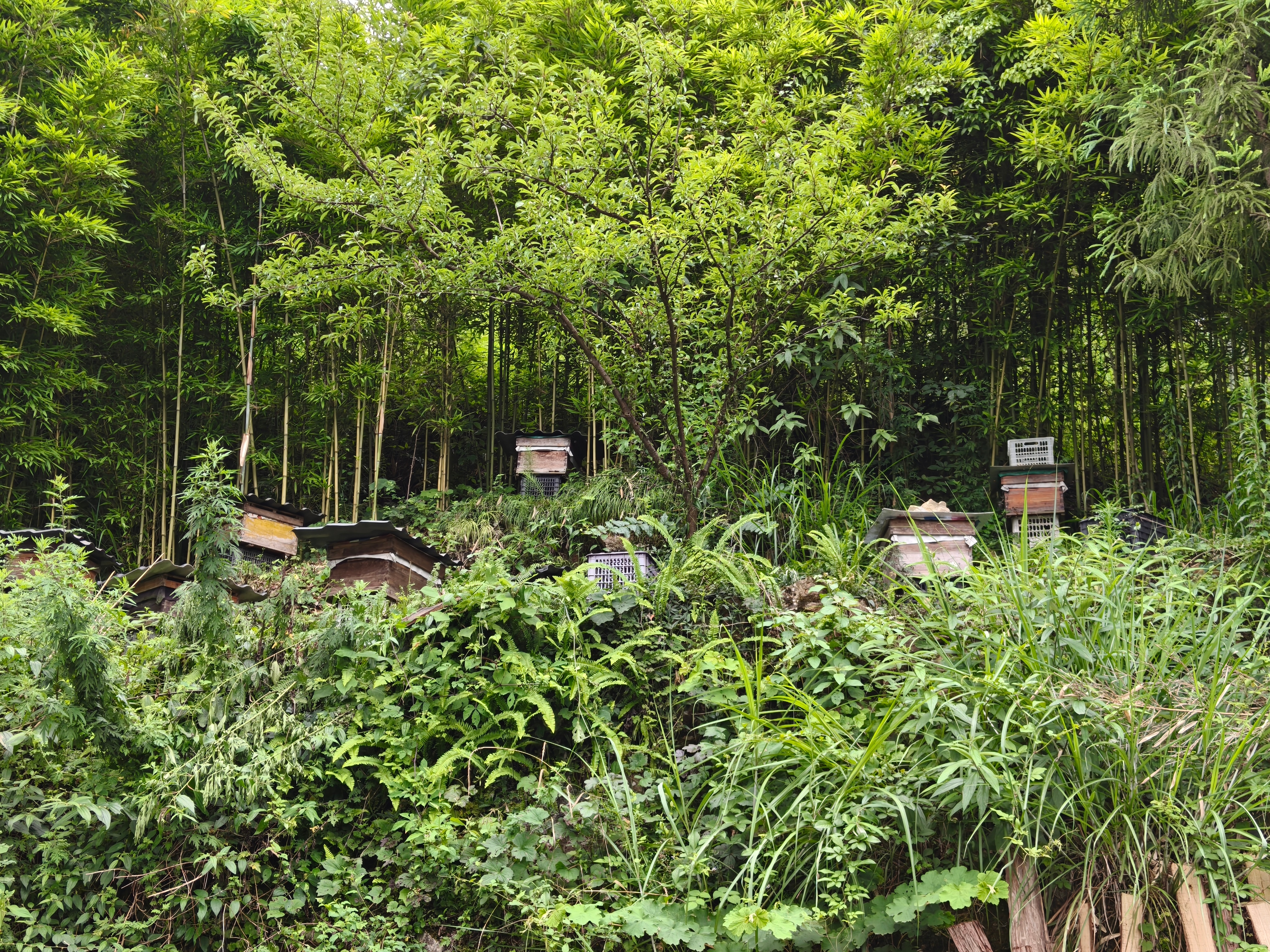 山里空气就是清新怡人在竹林中还发现了许多蜜蜂山野之间放养的蜜蜂产出的蜂蜜营养价值
