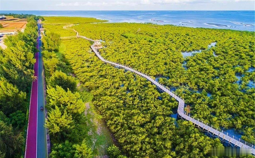 #520奔赴广西山海之约# 北海金海湾红树林不仅仅是城市肺，也是中国仅有的独特自