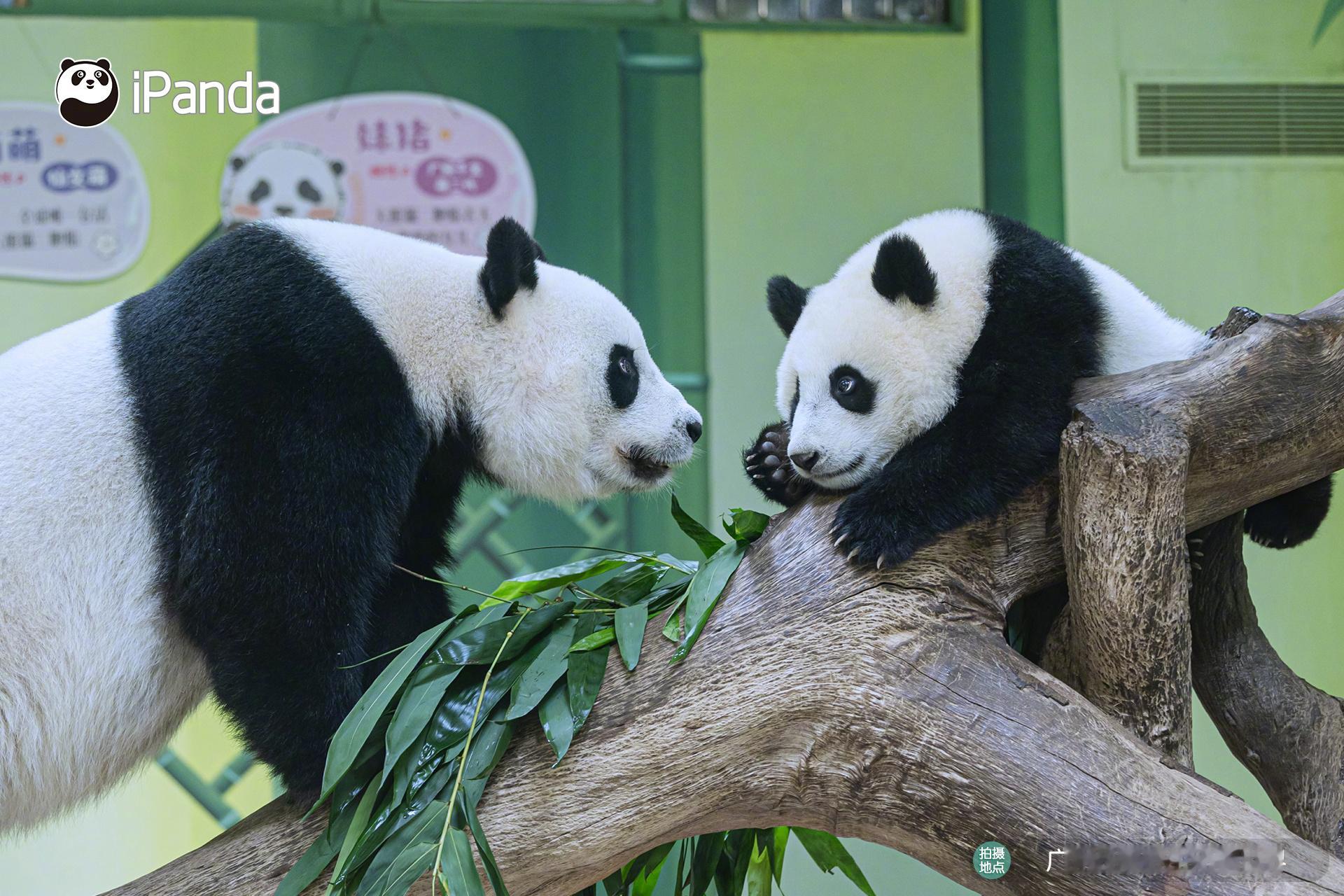 (￣ρ￣)“萌萌”和“妹珠”的日常：一会儿费妈，一会儿费娃！[二哈]熊猫趣图 大
