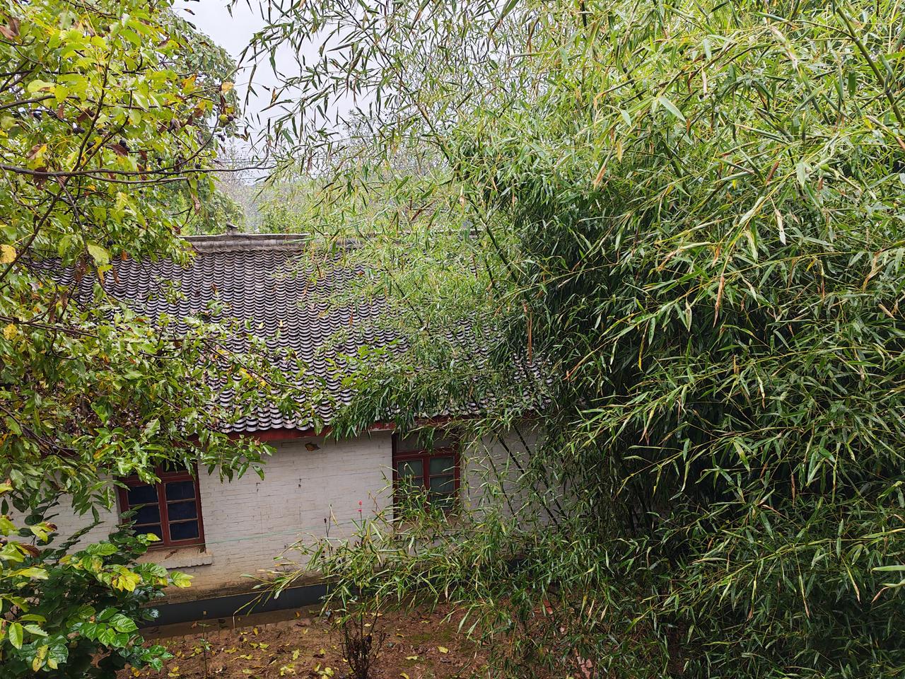 清秋空山新雨后，天气晚来秋！空山秋暝 秋深树谢叶 清秋感悟 晚雨秋时