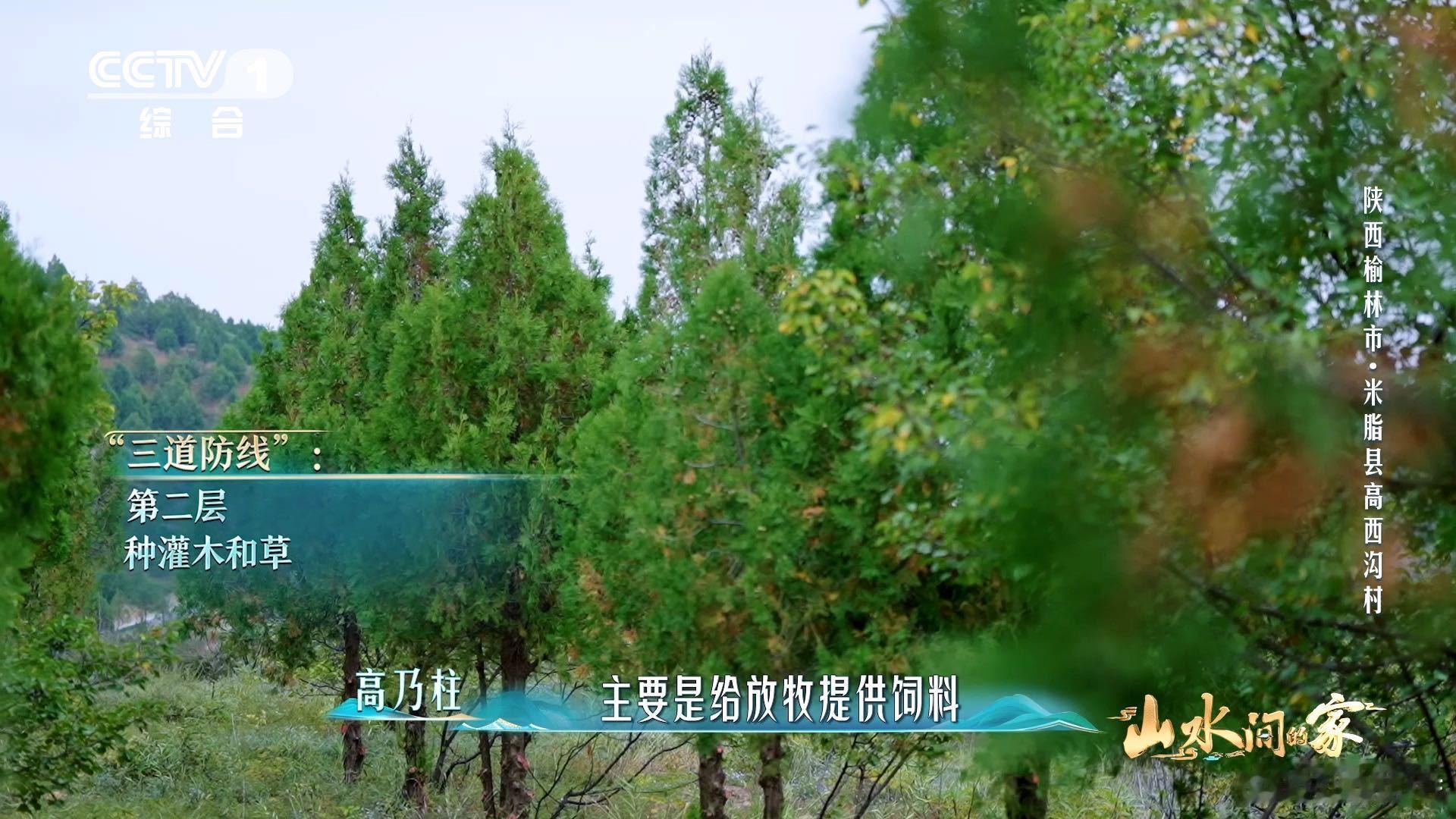 黄土高原变成了抹茶千层黄土高原变绿了 以前觉得黄土高原只有苍黄，刷到航拍图直接惊