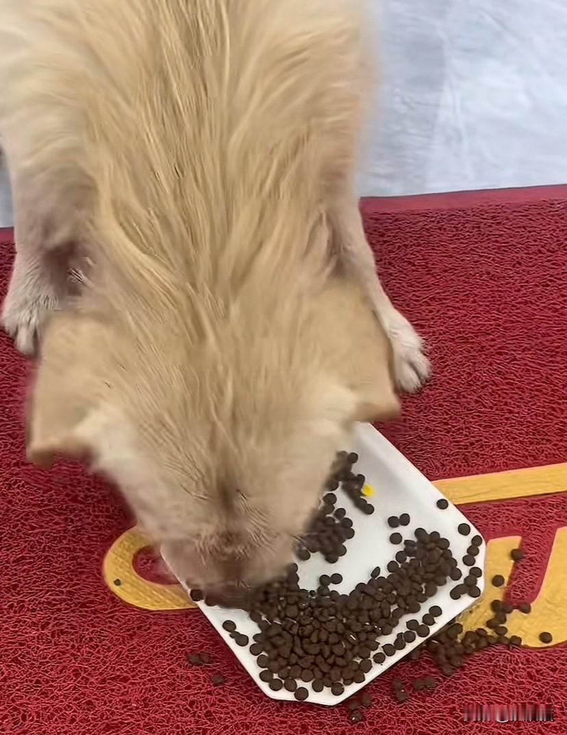 河南新乡，女子为经常投喂的流浪狗找了一个新家，没有想到狗子到了新家的头天就刨洞逃