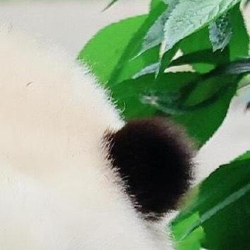 熊猫守护者 | 熊猫守护者‬ 没有太晚的开始，不如就从今天行动，总有一天，那个一