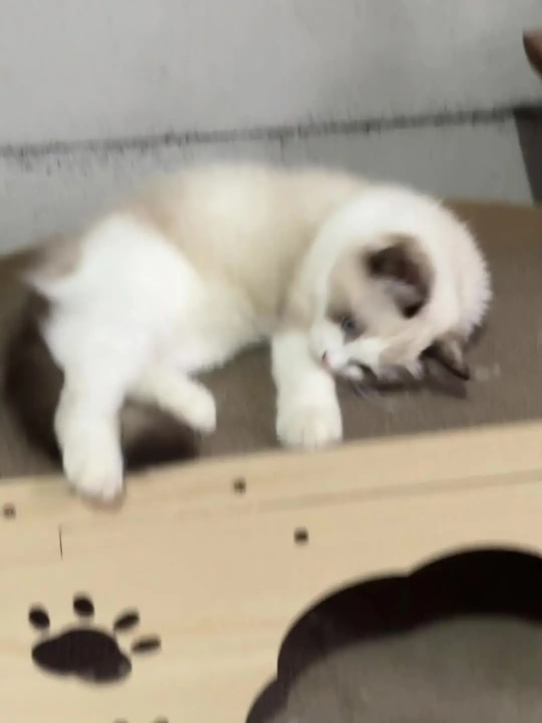糯米长大啦 猫猫教