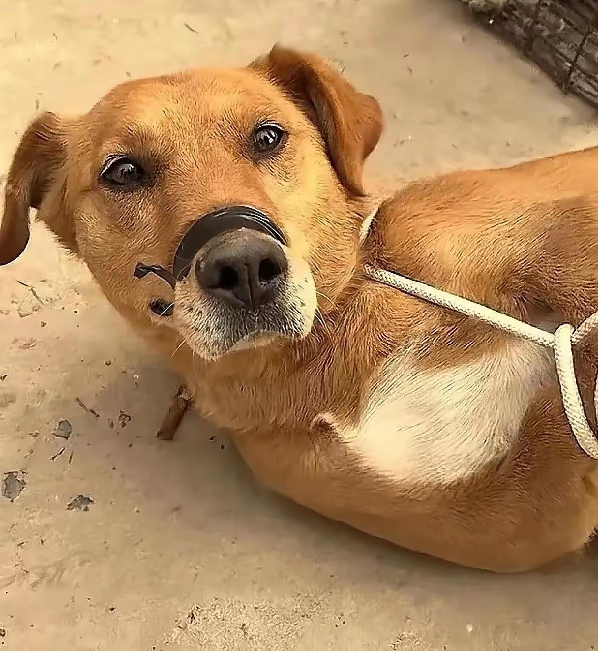 家里老人刚走，男子就把老人生前养的狗狗，卖给了狗肉馆，过秤的时候狗狗一直抖的不行
