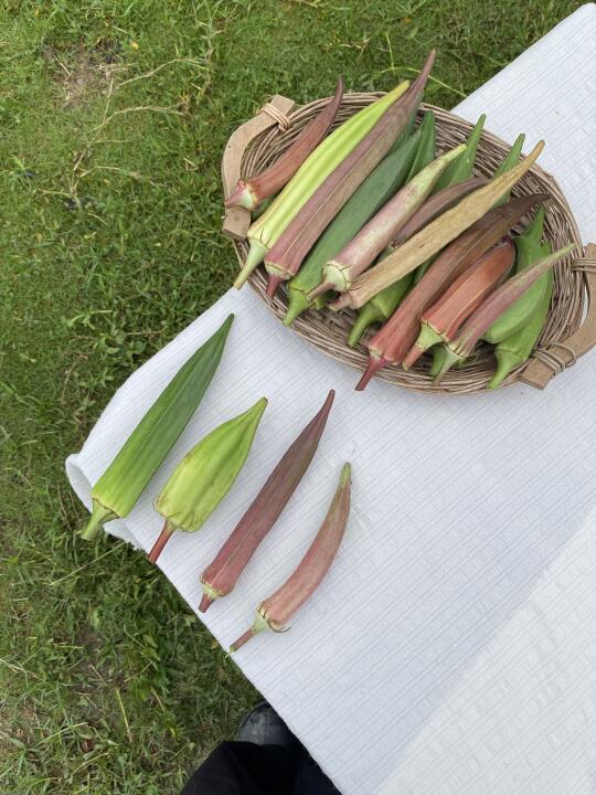 一次性摘了4种秋葵⭐️
