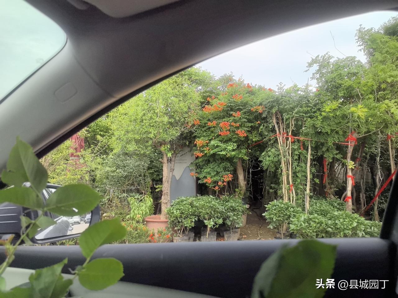 不能闲啊，闲下来破财。

上午调休，不想再爬楼回家，就去了双桥花卉基地，开着车挨