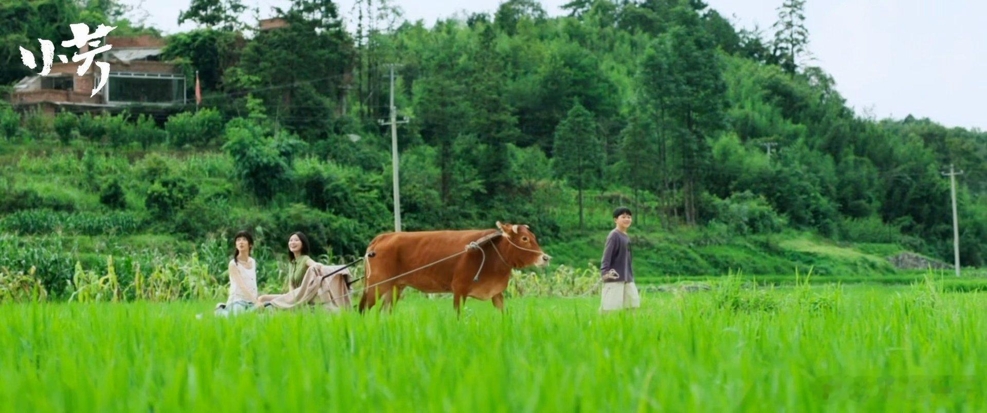 国产剧里找到了梦中情村电视剧小芳很难得实景还原原生态乡村，青绿梯田搭配乡间小路，