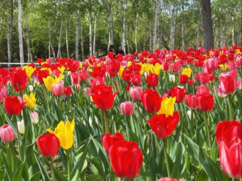❤️今天是母亲节，㊗️天下的母亲，💐节日快乐！ 