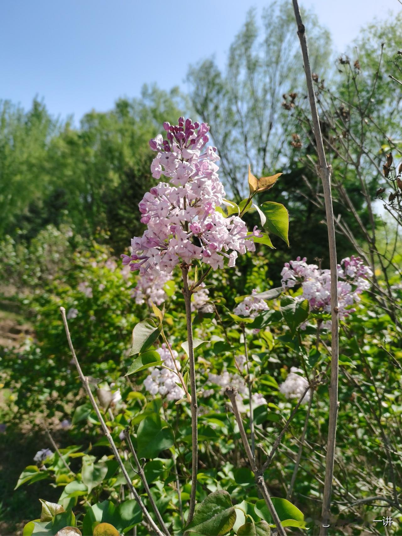 全国“五一”赏花地图来了，全国10城你最想去哪里？

　　五一前后正是暮春好时节
