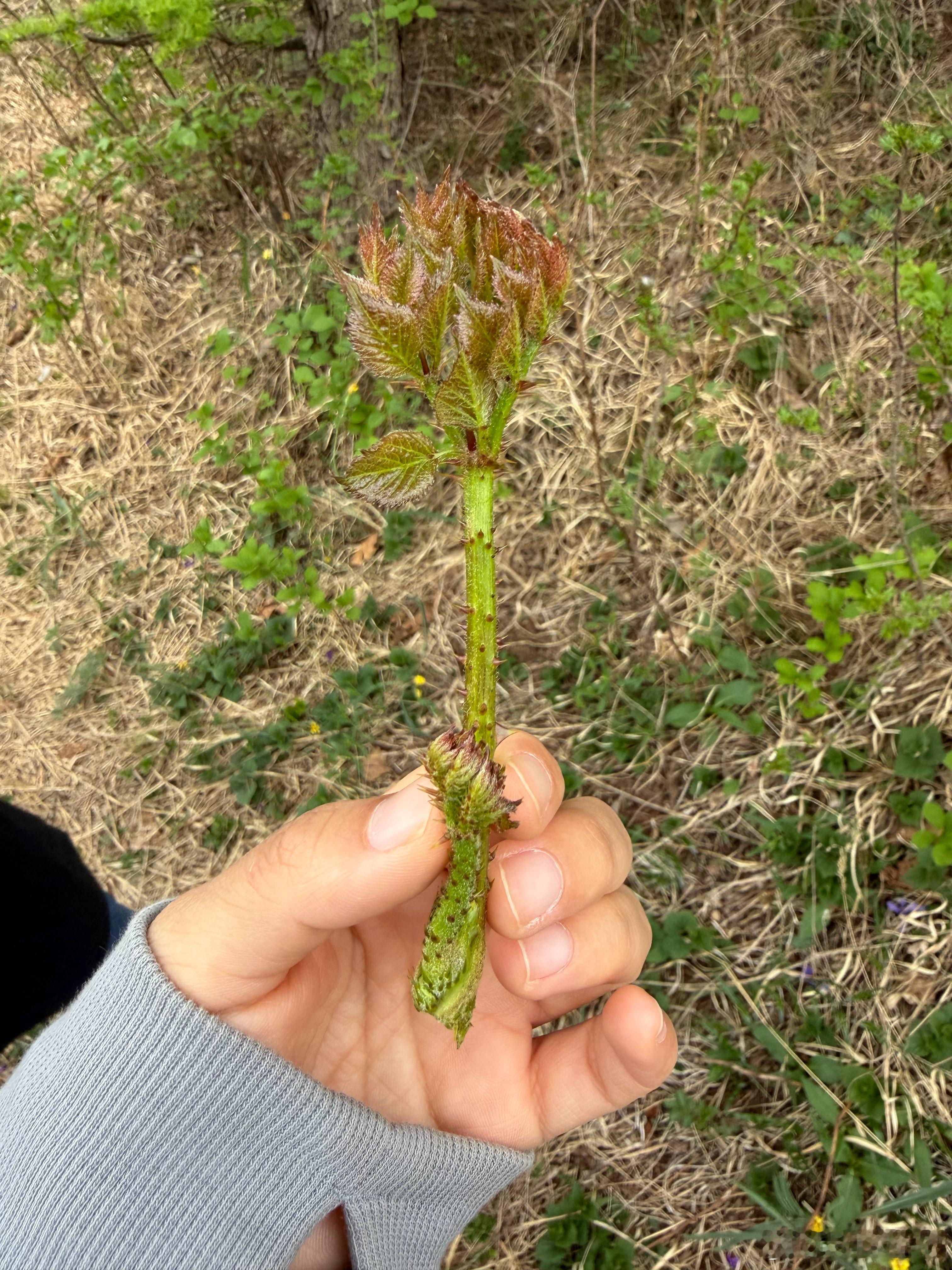 夏天你好，知道这是什么植物吗？立夏植物科普 五一带娃打卡