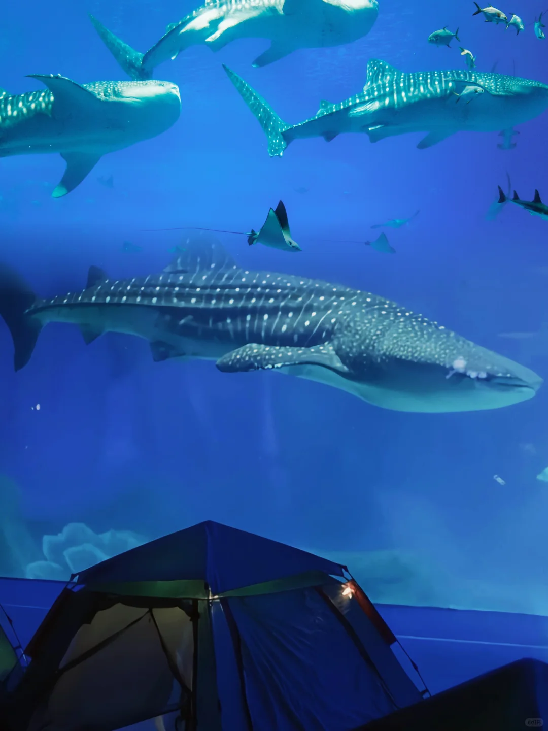 珠海｜与鲸鲨同眠🐋解锁浪漫海底奇妙夜