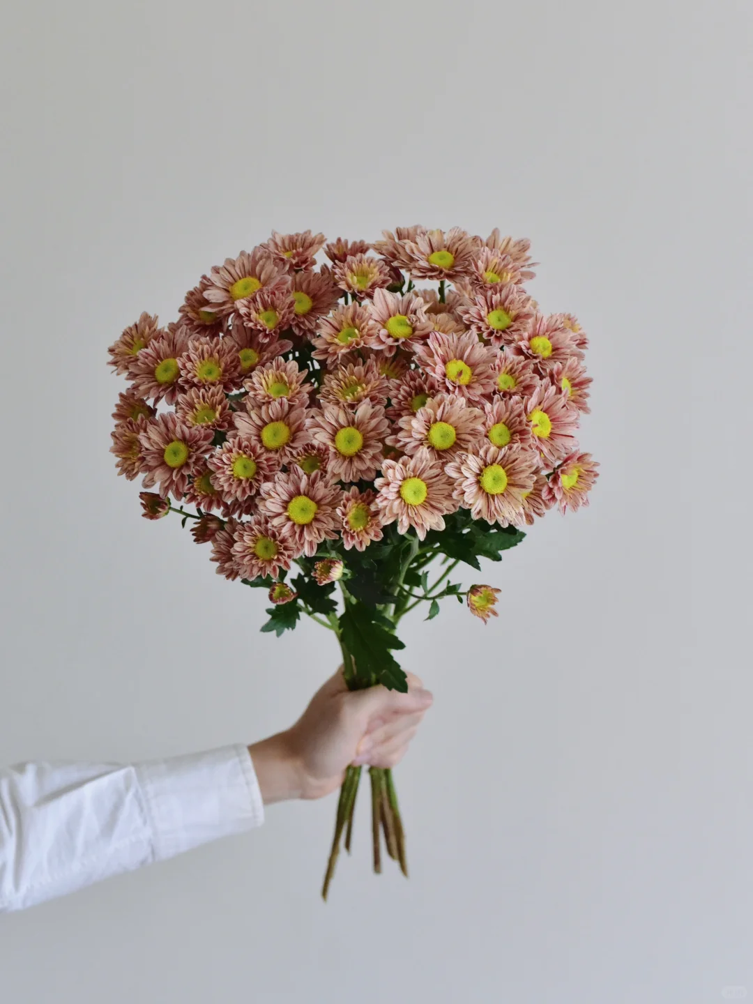 小菊·宁静三文鱼