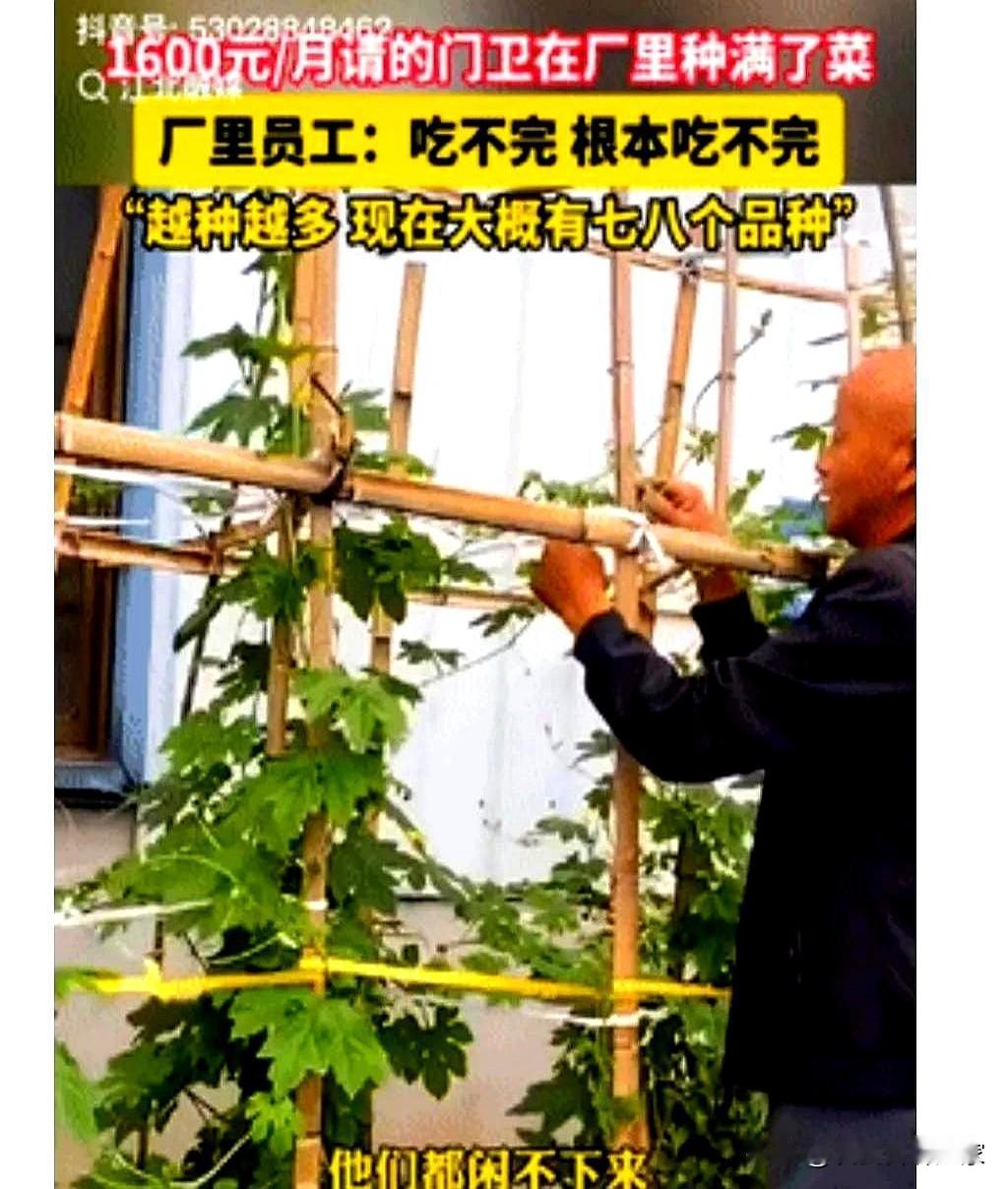 江西一工厂花1千6每月请了个门卫大爷，谁料，大爷在工作的时候，竟在厂里的空地上种