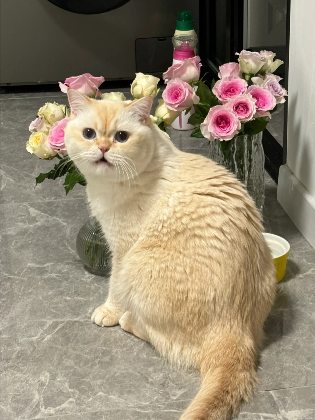 猫咪为了叫醒我，半夜开水龙头