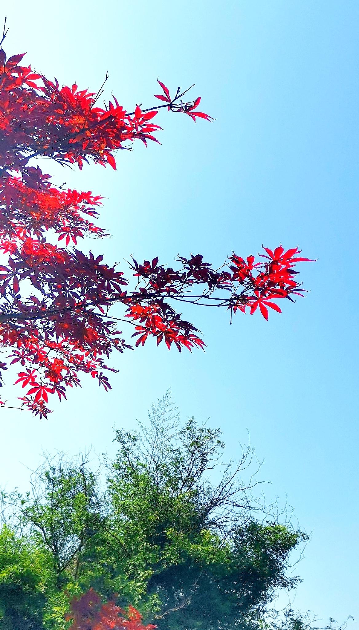 《槭树》
新晴如洗染长空，
一树丹叶灼晚风。
不待秋深霜染尽，
早将赤焰对葱茏。