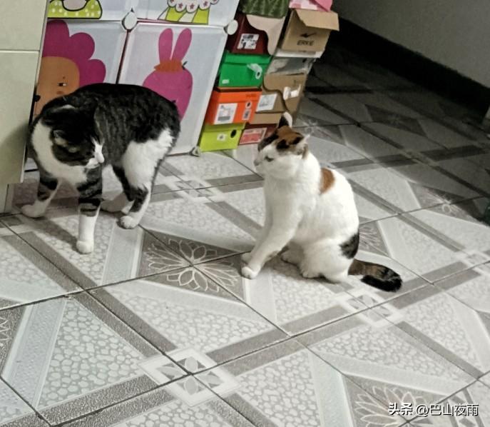 家里两只猫突然对峙，空气都凝固了！
 
家人们谁懂啊！本来俩猫平时相亲相爱，今天
