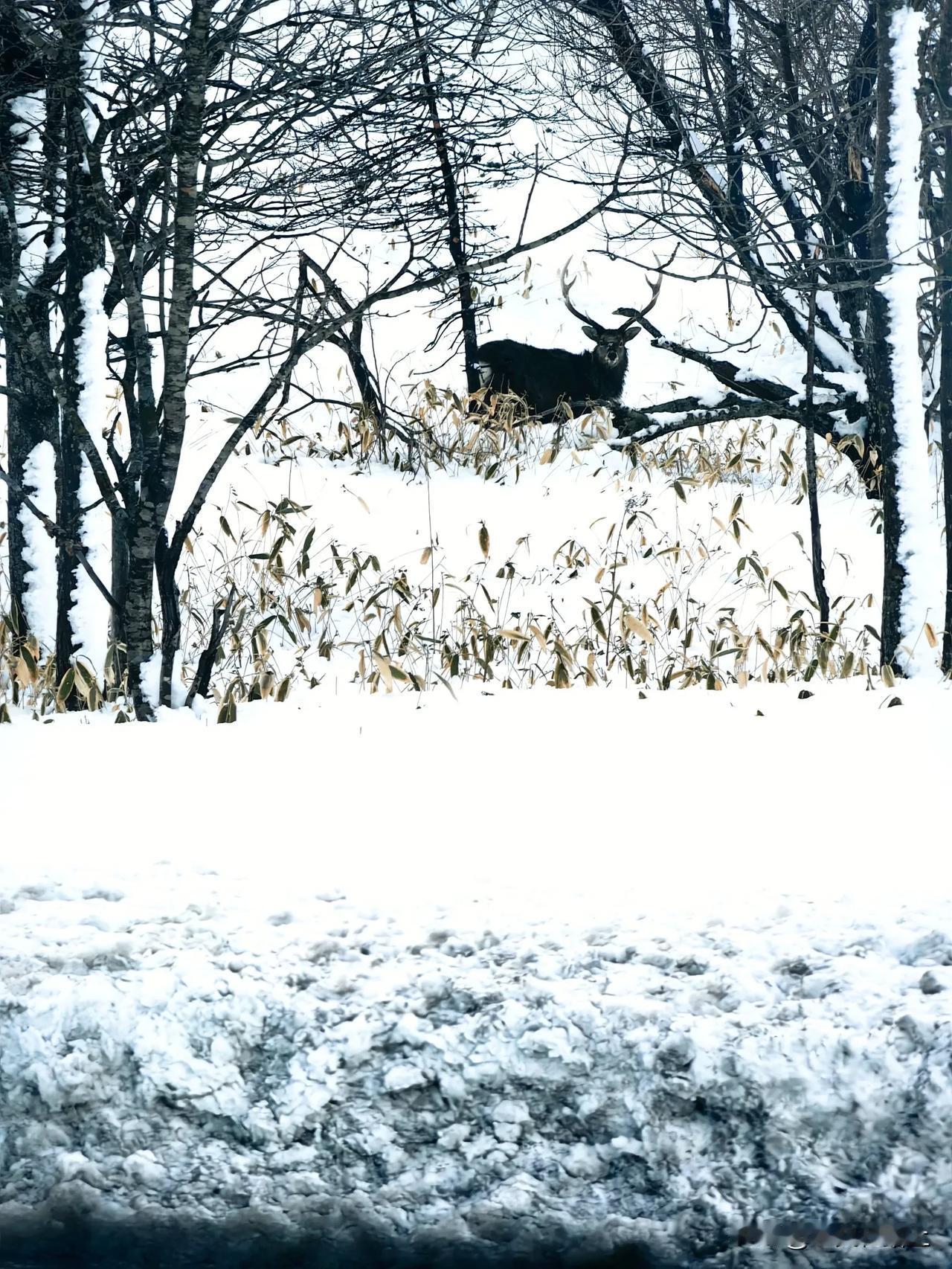 晒图笔记大赛北海道钏路地区大雪，雪深70厘米，雪后的小城，宁静美丽，还有鹿遇！晒