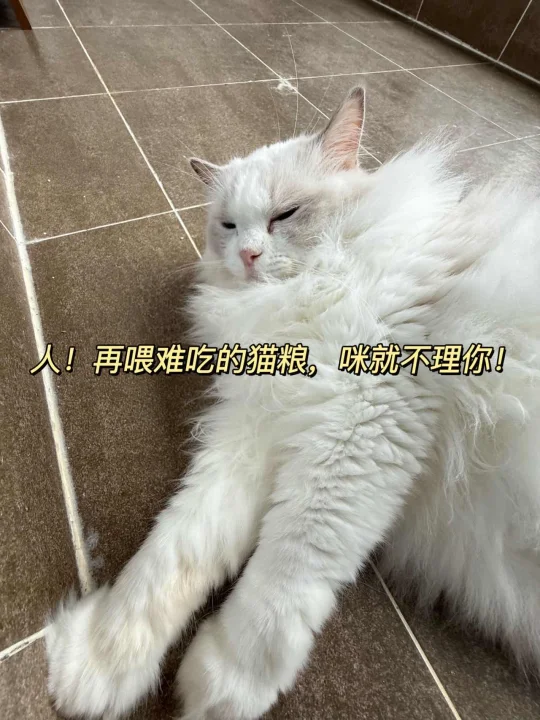 人，补药再给咪吃难吃的饭啦