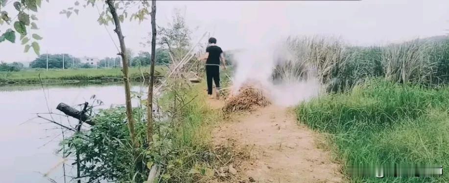 昨天傍晚去塘边烧了一堆土灰，燃得好好的，想不到半夜一场大雨把灰淋得死翘翘了，包括