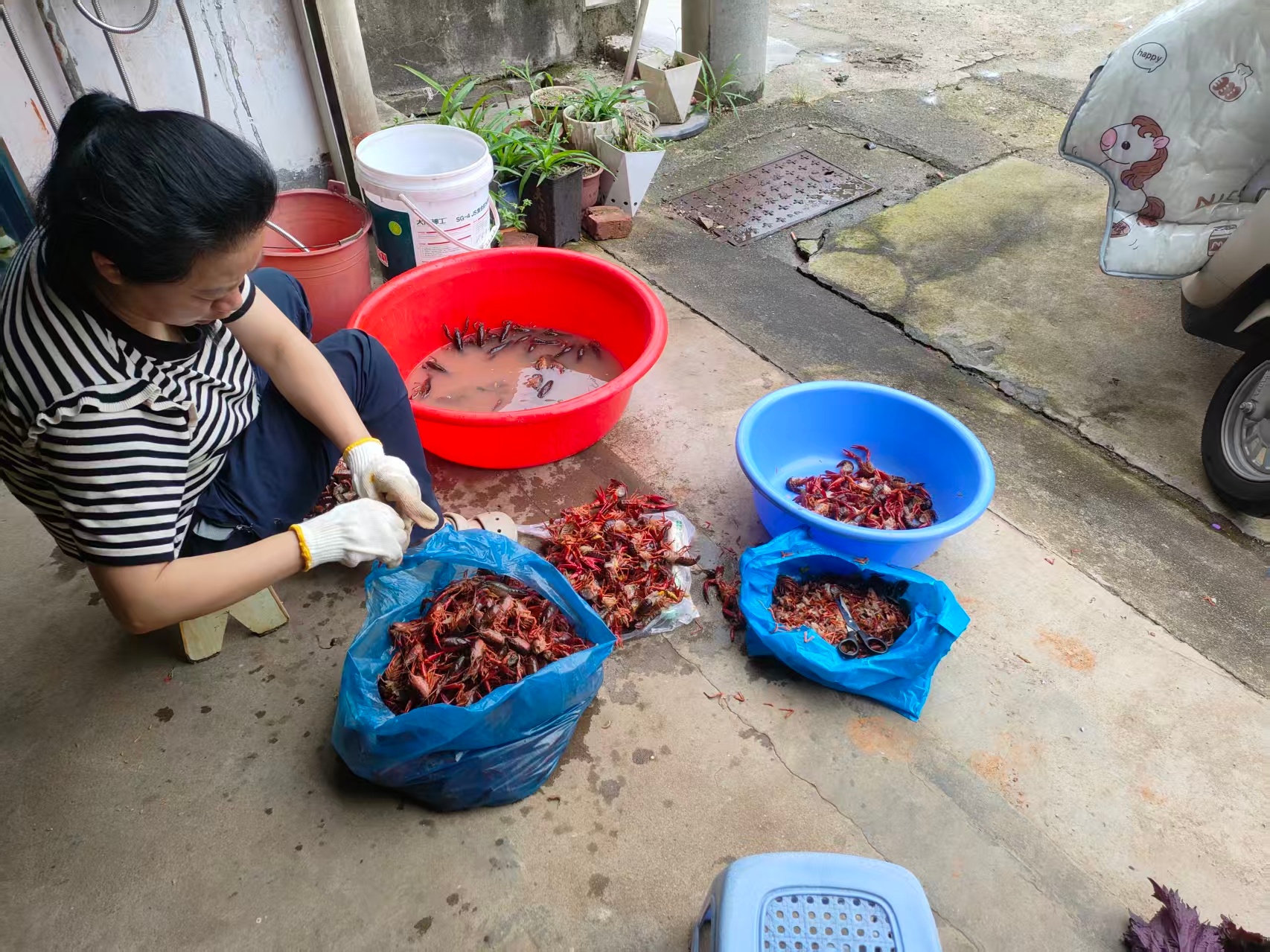 生活手记洗虾虾🦞，太脏了 