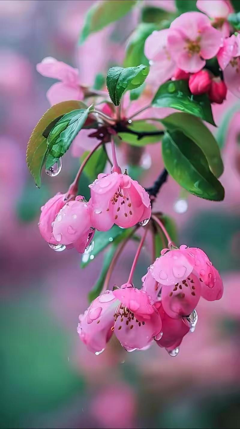 夜雨润海棠
 
夜，静得刚好。
风携细雨，悄然而至，不扰人间清梦，只吻枝头海棠。