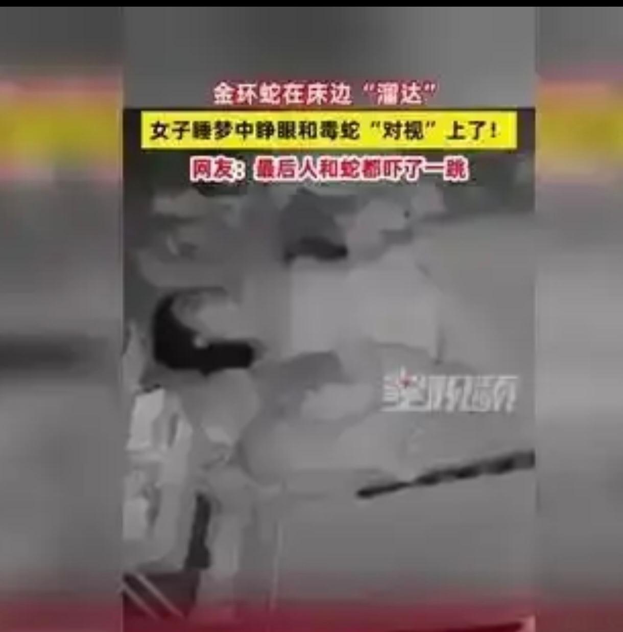 这是一个关于广西某家庭遭遇金环蛇“夜访”的惊险故事。事发深夜，一家三口正在熟睡，