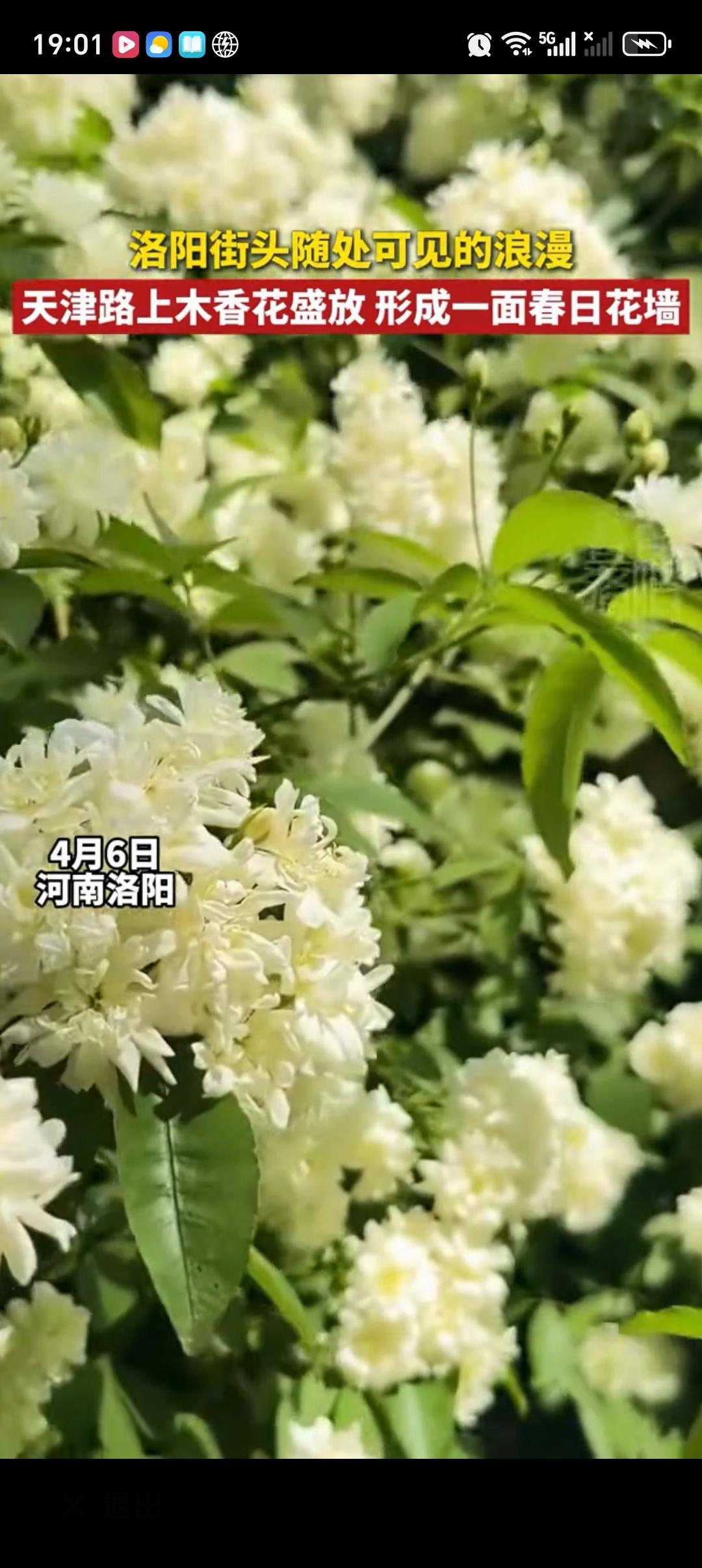 洛阳街头木香花盛放形成春日花墙 四月洛阳，除了牡丹，木香花也美得惊人！涧西区天津