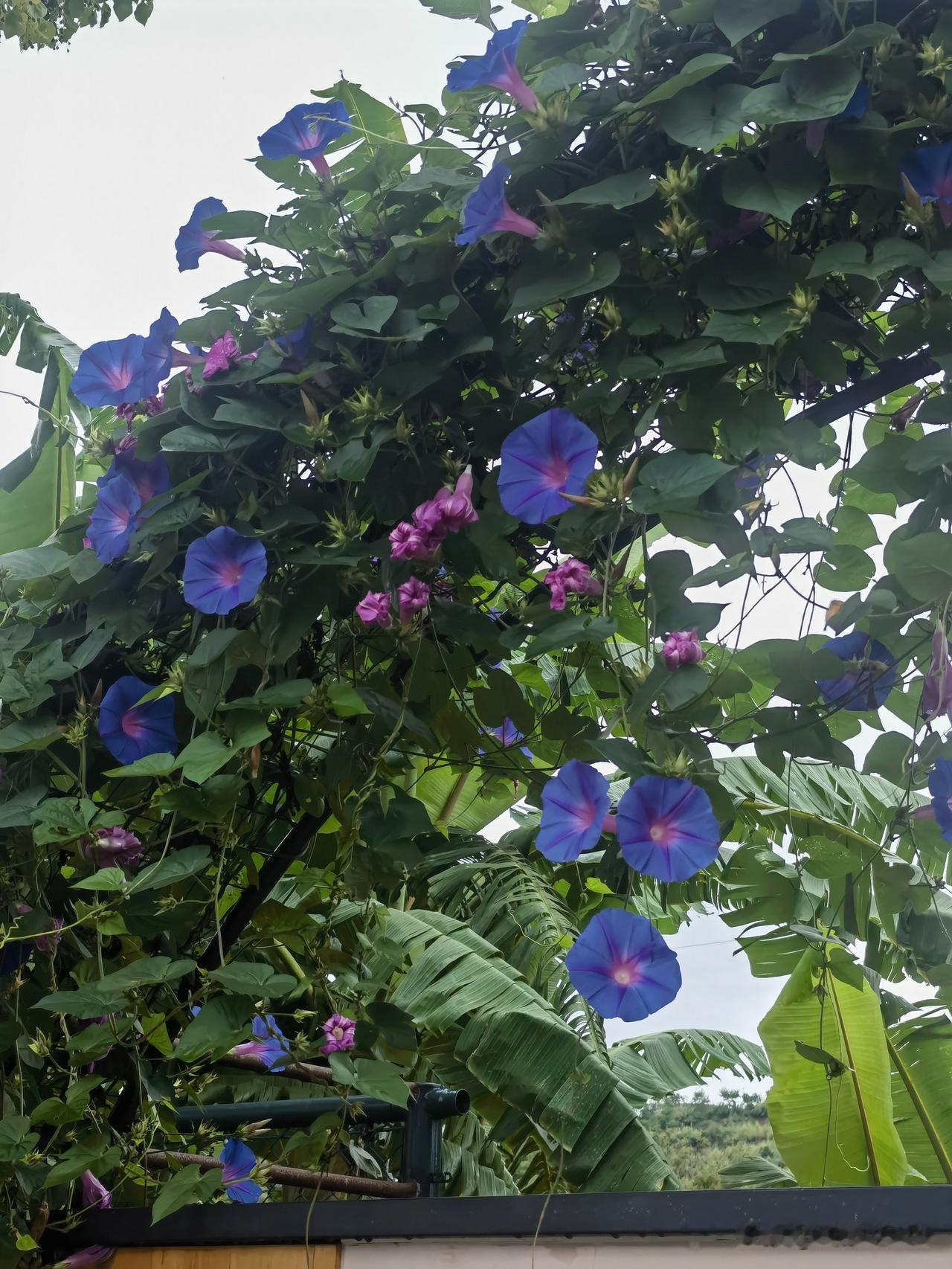 夏日生活打卡季夏日阳光如金线，穿梭在绿叶之间，织就一幅绚烂的光影画卷。