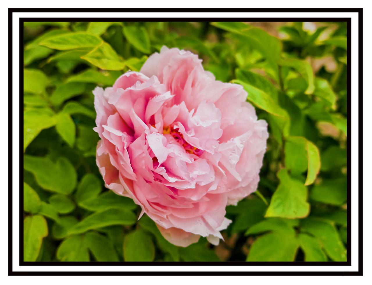 分享公园随手拍的花花草草4月16日，北京下雨了，雨水湿了牡丹花