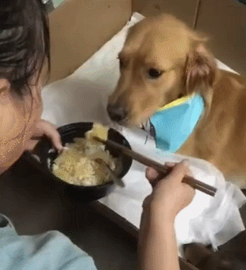 【金毛当妈妈啦，坐月子的待遇就是好，网友：狗狗命好，不服不行啊!】家里的金毛当妈