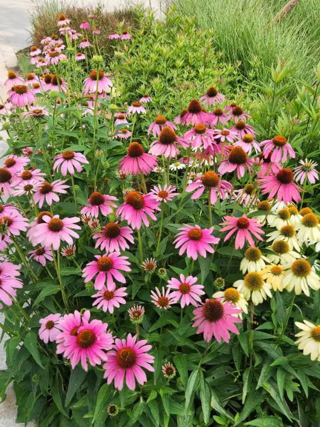 山花野草也有吸引力
                    微头条
公园的草坪里