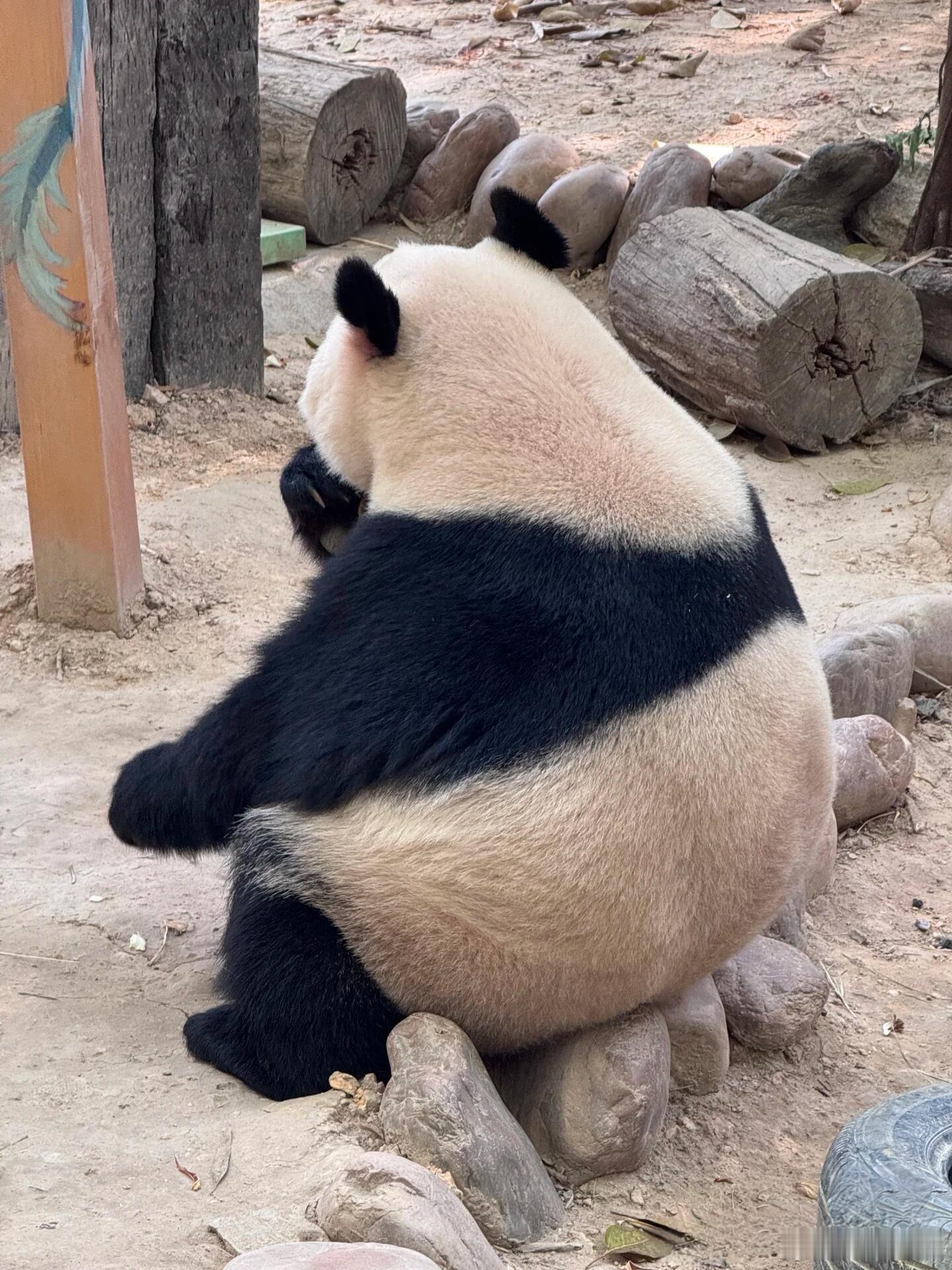 pp肉肉多就是好哈，即使是坐石头上也跟坐沙发上一样舒服哈哈！那么短的腿居然还留出