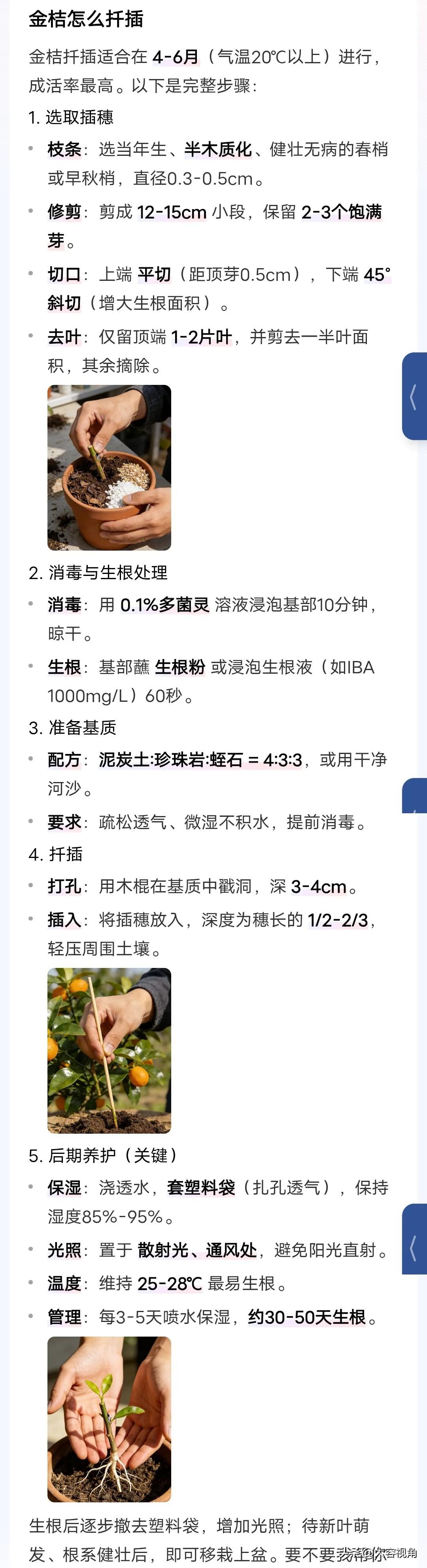 金桔怎么扦插