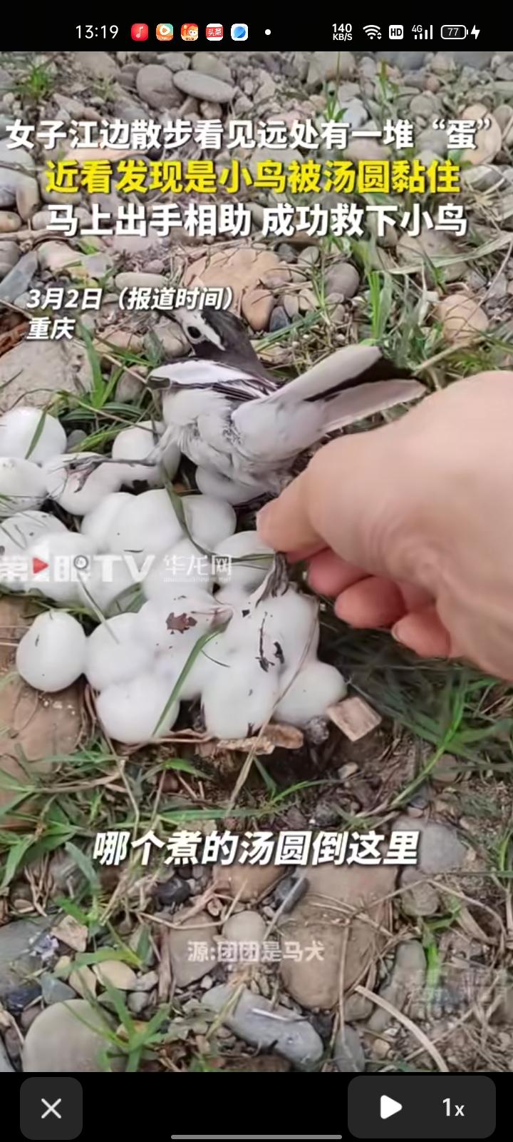2月25日，重庆。女子在江边散步时看见一堆“蛋”，近看发现小鸟被汤圆粘住了，不知