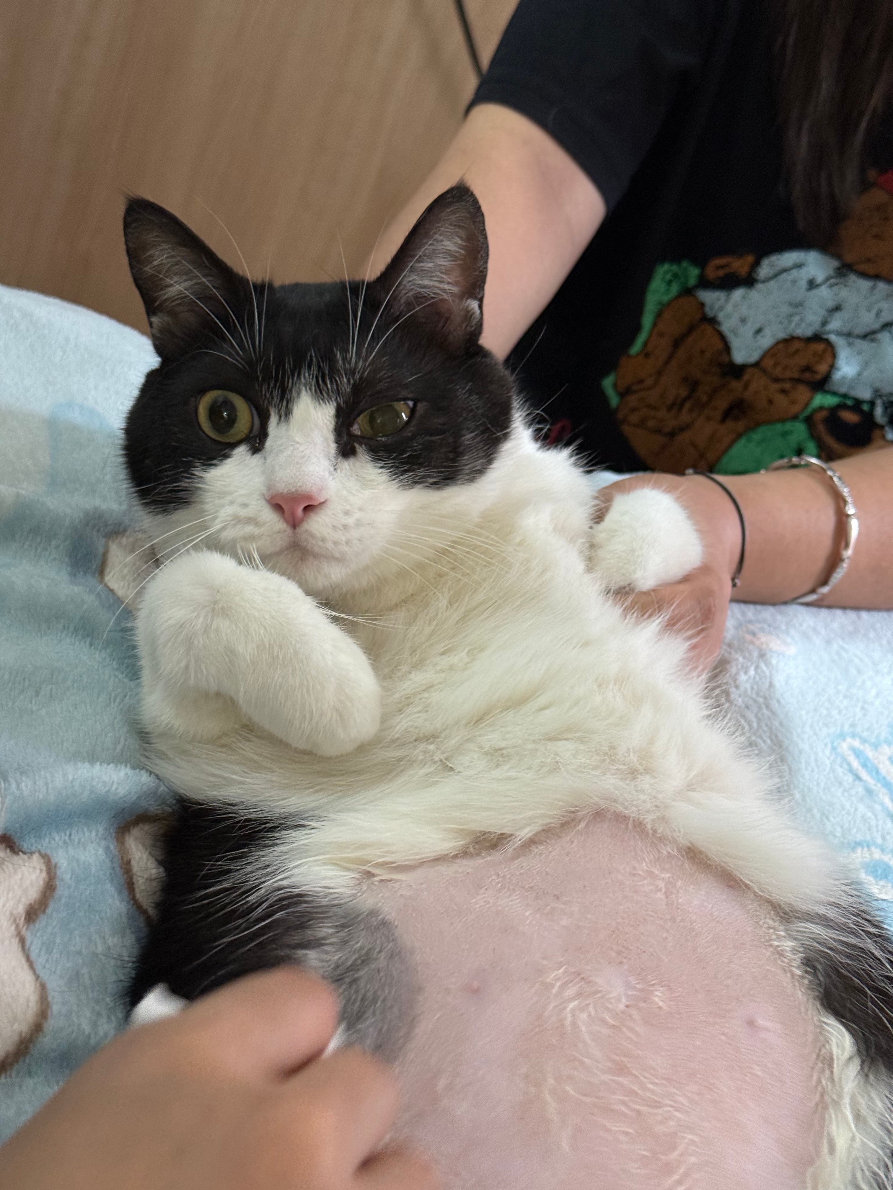 辽哥和小艾 猪今天去看医生顺便做了个B超，挺好没啥问题，就是剃了毛肚子圆滚滚的太