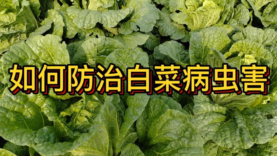 #如何防治白菜的病虫害?#防治白菜病虫害可从多方面入手。病害方面，实行轮作，避免